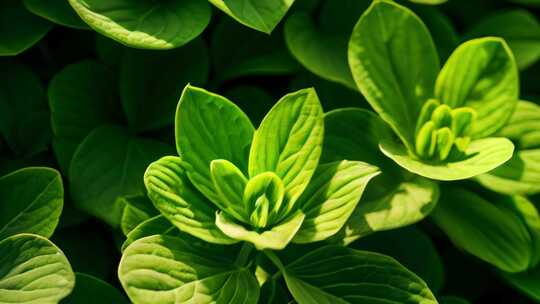 植物 绿色 树叶 特写 叶子