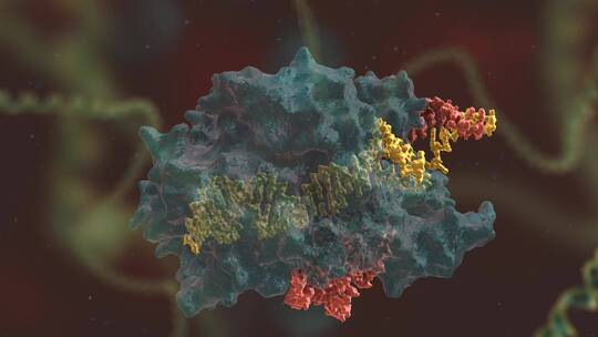 生物科学 基因编辑 DNA 基因工程 医学动画