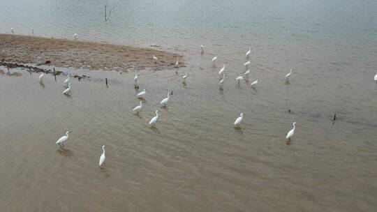 水边成群的白鹭