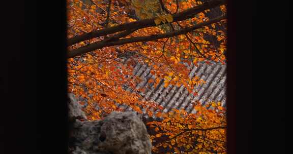 北京秋天红叶 秋景