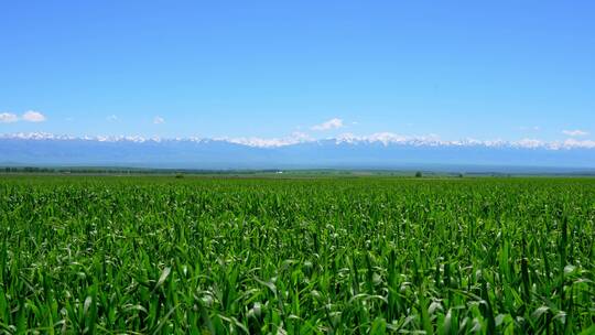 新疆伊犁的雪山草原