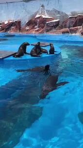 上海海昌海洋公园动物海洋馆游乐园