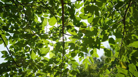 夏天森林树木树叶阳光星芒视频素材模板下载