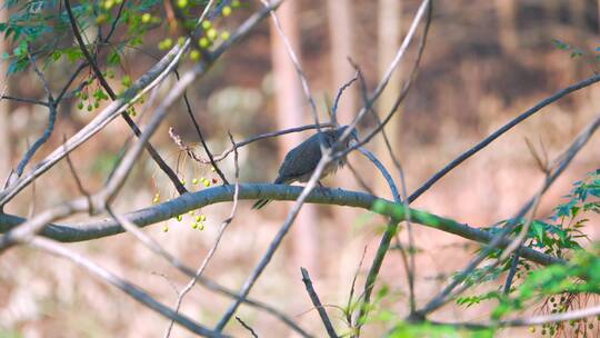 苦楝树上在整理羽毛的珠颈斑鸠野生动物飞鸟