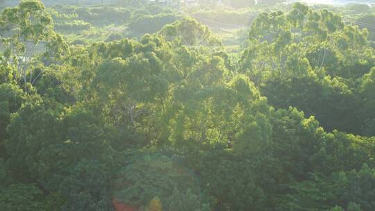 风吹树林摇摆阳光下的树乡村绿色树木森林
