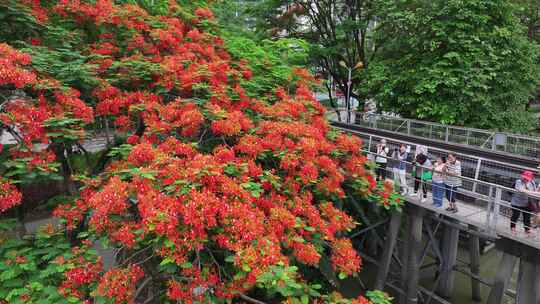 中国广东省广州市荔湾区花地河凤凰花