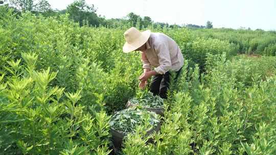 艾叶种植收获