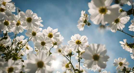 野花 春天花开白色的花