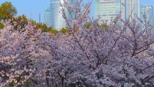 航拍上海陆家嘴樱花东昌路地铁站唯美樱花