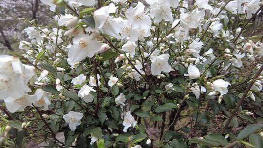 春天郴州王仙岭樱花园山茶花