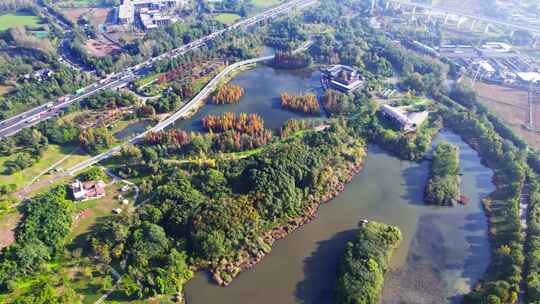 成都白鹭湾湿地公园秋季水杉红叶绿道航拍