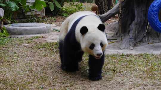 2024广州动物园游览游客大熊猫