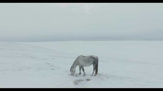 冬季雪原上一匹蒙古马