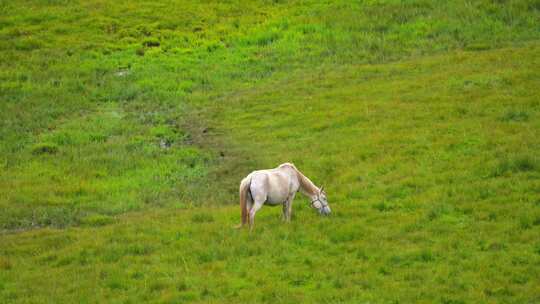 祁连山草原上的马