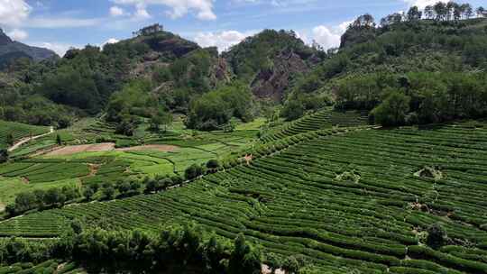 茶园全景航拍千亩茶园龙井茶视频素材模板下载