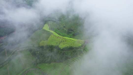 云雾中的高山茶园风景航拍