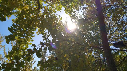 金黄色秋天里金黄唯美的阳光银杏树树叶