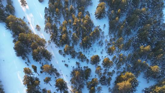 内蒙古沙地樟子松林冬天雪景风光