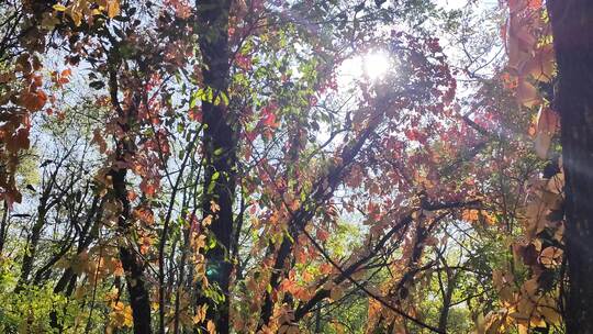 微风中的秋叶色彩缤纷视频素材模板下载