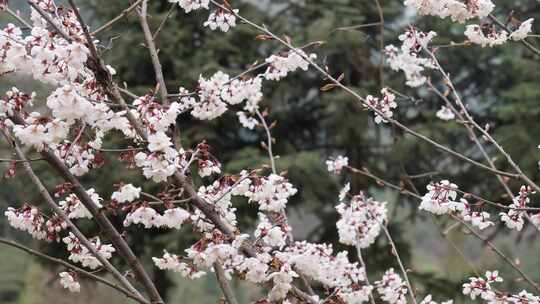 春天阳光下的樱花花朵