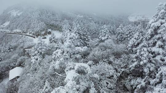 航拍湖北神农架冬季冬天冰雪雪松雪景