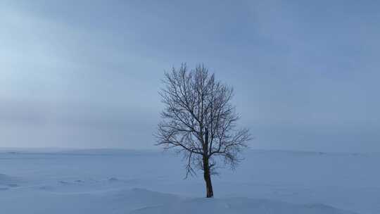 雪原上一棵树的冬日暮色