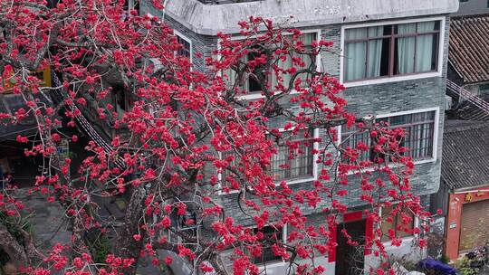 中国广东省广州市海珠区黄埔村木棉花