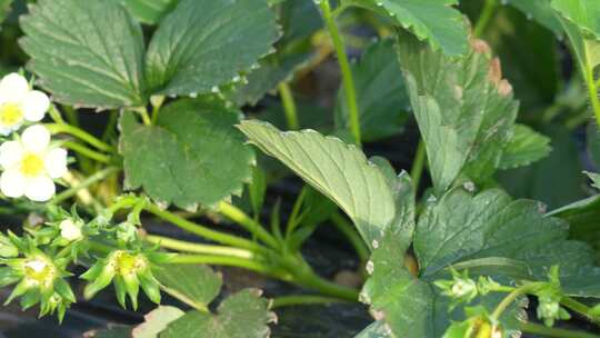 草莓园 农田 农业作物 水果 绿色植物 温室