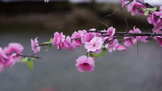 沕沕水生态风景区 梅花 粉色 植物 景色