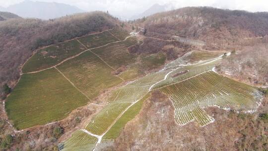 湖南张家界武陵源天子山茶园冬天雪景航拍