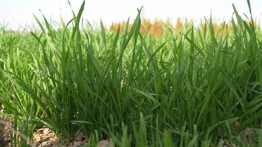 麦苗 田地 绿色 植物 农业作物 自然生态