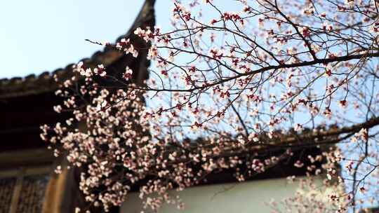 春天江南园林古风屋檐下的杏花树