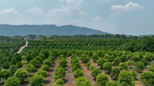 航拍新农村发展种植园