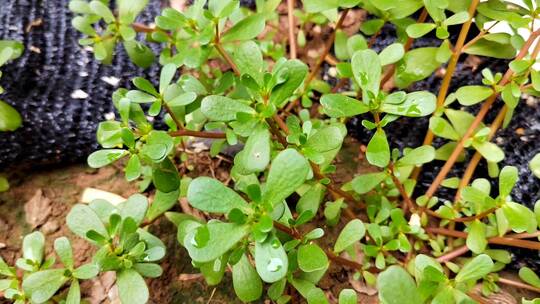 绿色野菜植物视频素材模板下载