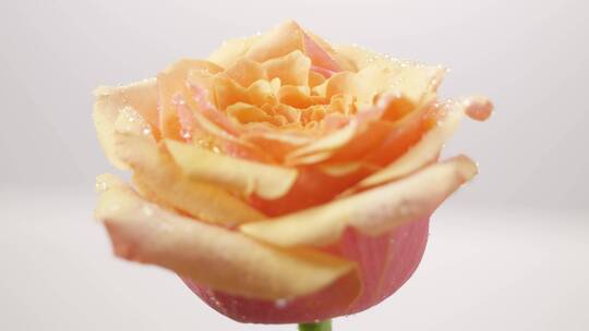 水珠玫瑰花精华成分 护肤品化妆品素材