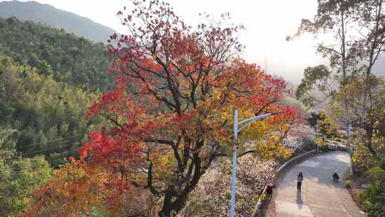 中国广东省广州市从化区广州流溪东星村秋色