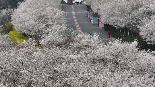 孤柏渡飞黄旅游区樱花园鲜花盛开