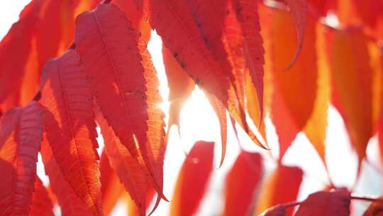 秋天红色的树叶4k