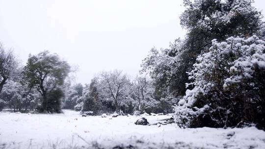 落雪，篱笆，树