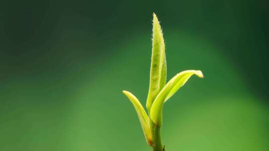 白茶茶叶生长发芽延时摄影4K60帧