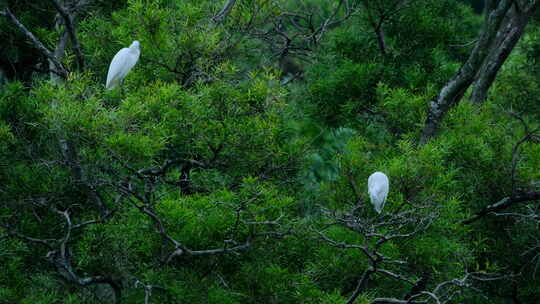 白鹭站在树枝上视频素材模板下载