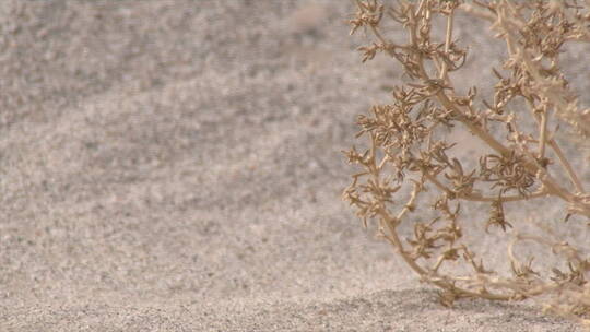 新疆 沙尘天气 沙地卷曲蕨类植物摆动