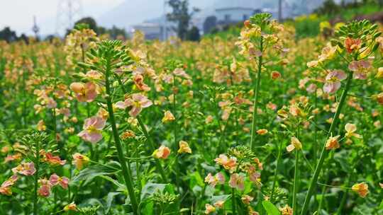 油菜花春天油菜花海油菜花田菜花花海