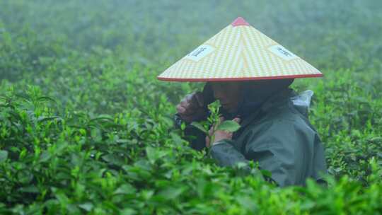 毛尖春茶白茶绿茶茶叶手工茶采摘