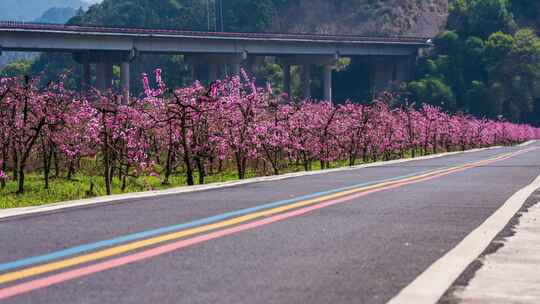 春季桃花自然花期粉色唯美延时农业种植果园