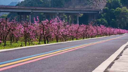 春季桃花自然花期粉色唯美延时农业种植果园视频素材模板下载