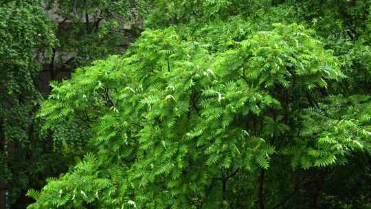 雨后绿色树枝清新自然