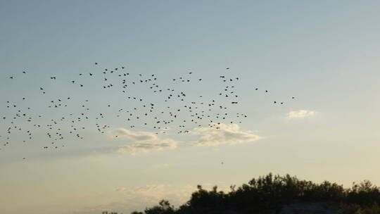 一群鸟 日落