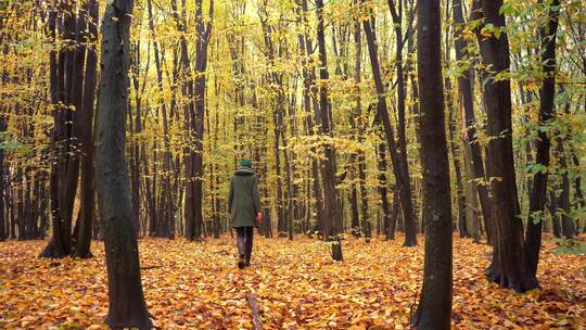秋天森林落叶树木在混合森林角木和山毛榉黄视频素材模板下载