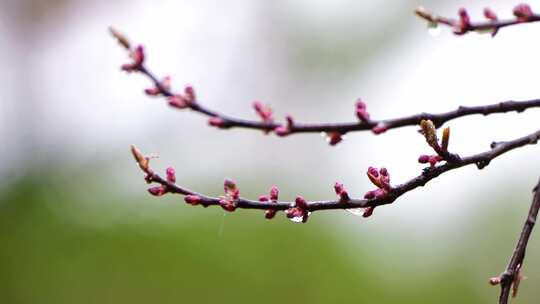 带水珠的枝芽特写